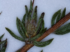 Aspalathus opaca opaca