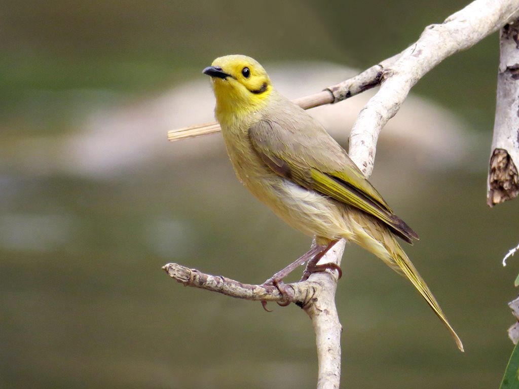 Yellow-tinted Honeyeater photo