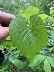Vitis cinerea baileyana
