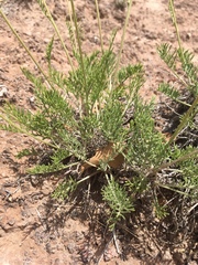 Hymenopappus filifolius cinereus