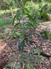 Syzygium cumini