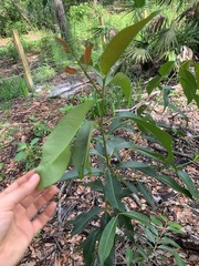 Syzygium cumini