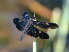 Rhyothemis princeps
