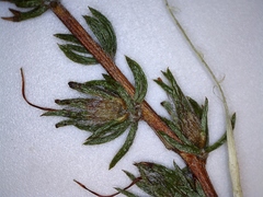 Aspalathus opaca opaca