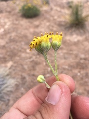 Hymenopappus filifolius cinereus