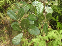Quercus oleoides
