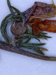 Aspalathus opaca opaca