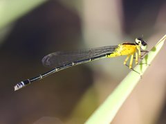 Ischnura pruinescens