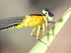 Ischnura pruinescens