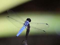 Brachydiplax duivenbodei