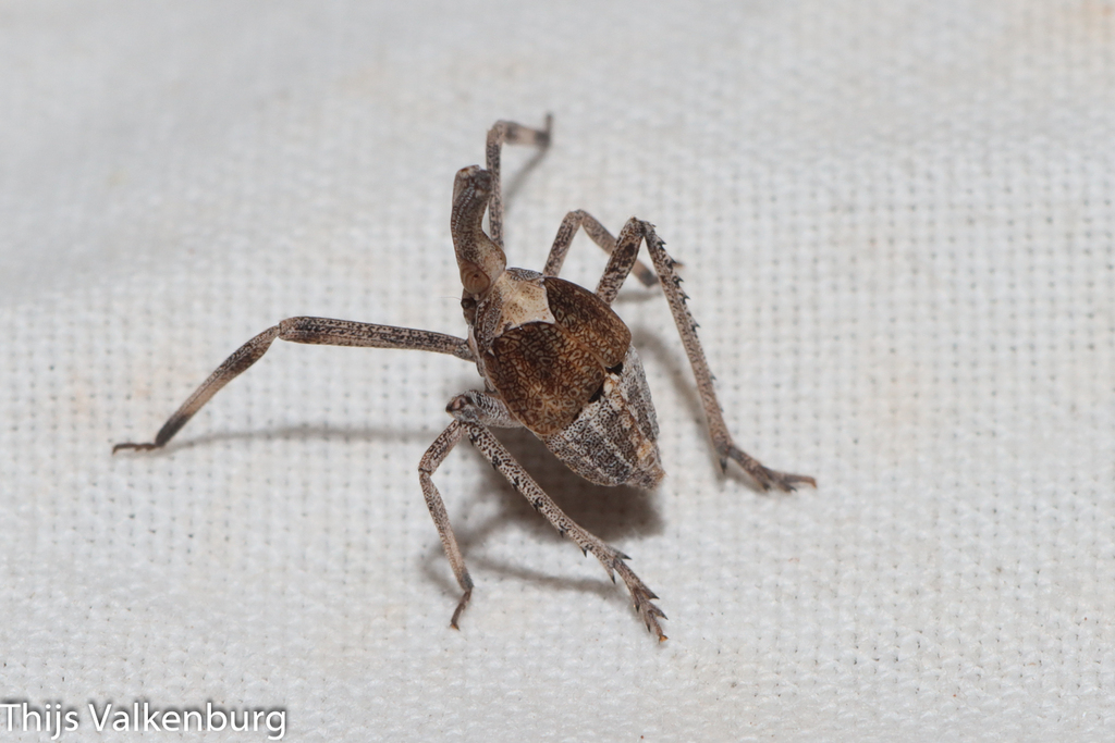 Almana longipes