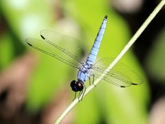 Brachydiplax duivenbodei