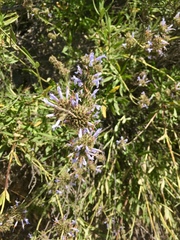 Salvia leucophylla
