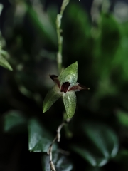 Anathallis adenochila