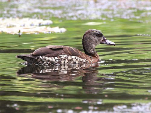 Spotted Whistling-duck