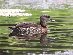 Spotted Whistling-Duck photo 3