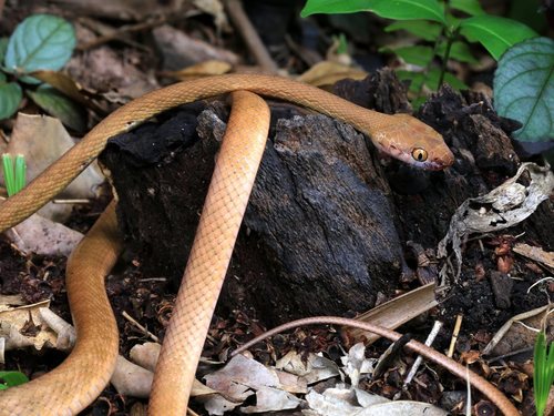 Brown Tree Snake sighting