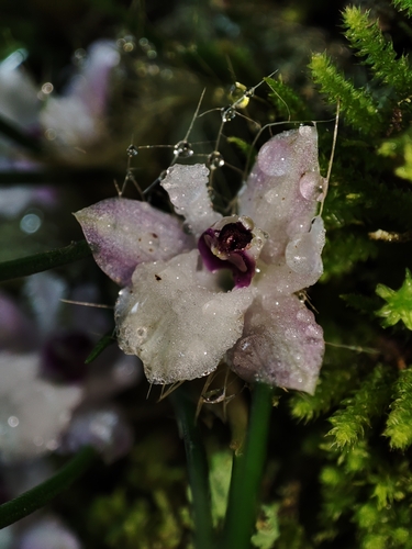 Isabelia virginalis, photograph 3