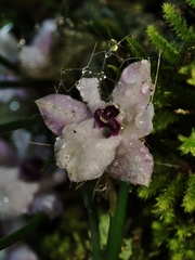 Isabelia virginalis, photograph (c) Johann Macedo, some rights reserved (CC BY)