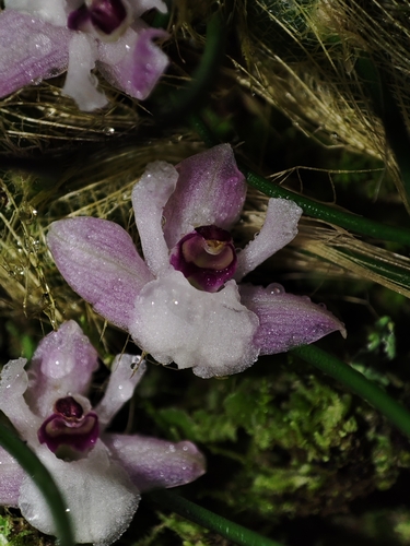 Isabelia virginalis, photograph 4