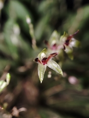 Anathallis adenochila, photograph Johann Macedo, CC BY, iNaturalist via GBIF