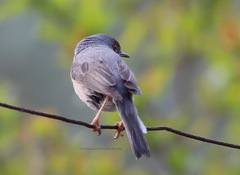 Curruca cantillans albistriata