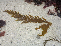 Desmarestia ligulata