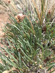 Abronia bigelovii