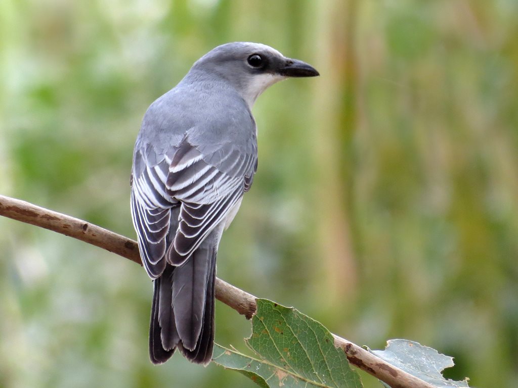 White-Bellied Cuckooshrike