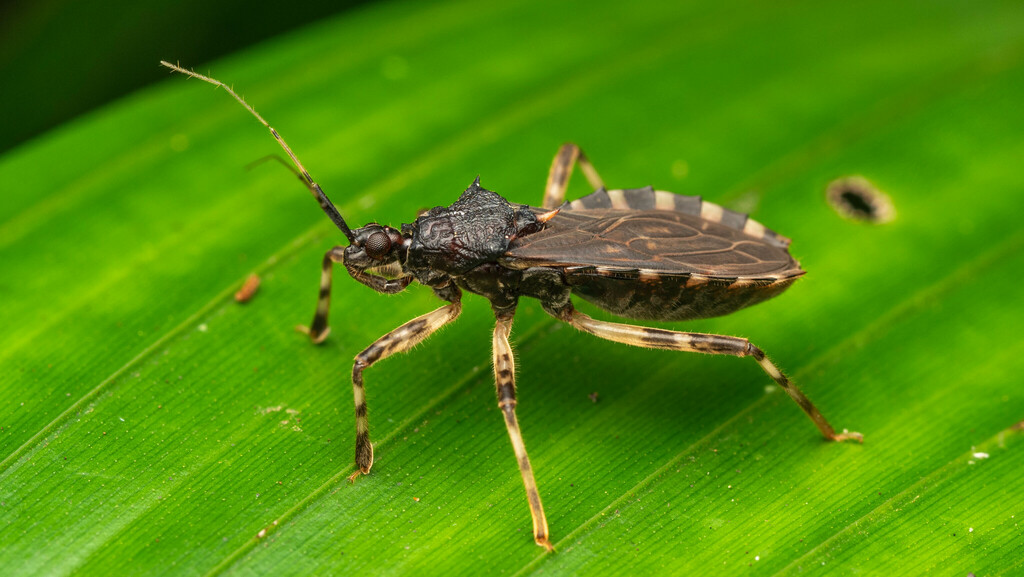 Lisarda pallidispina