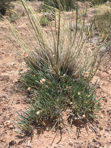 Galisteo sand verbena (Abronia bigelovii)