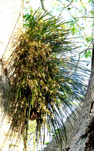 Encyclia nematocaulon, photograph 6