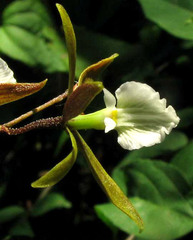 Encyclia nematocaulon, photograph author not stated, no rights reserved
