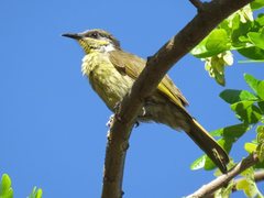 Gavicalis versicolor