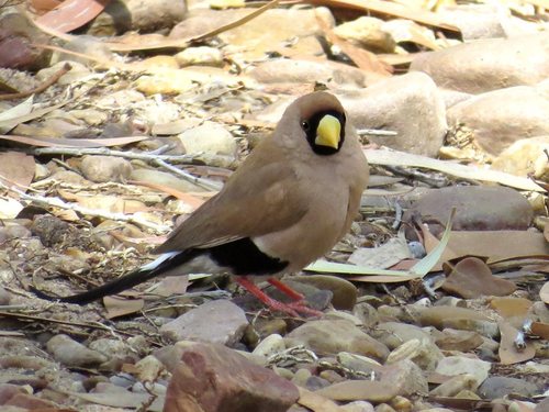 Poephila personata