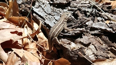 Sceloporus virgatus