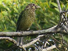 Ailuroedus maculosus