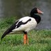 Magpie Goose - Photo (c) Graham Winterflood, some rights reserved (CC BY-SA), uploaded by Graham Winterflood