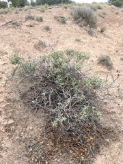 Eriogonum corymbosum