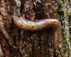 Limax maximus
