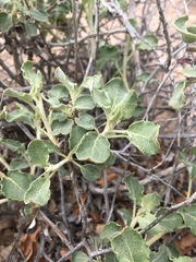 Eriogonum corymbosum