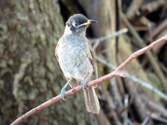 Bolemoreus frenatus