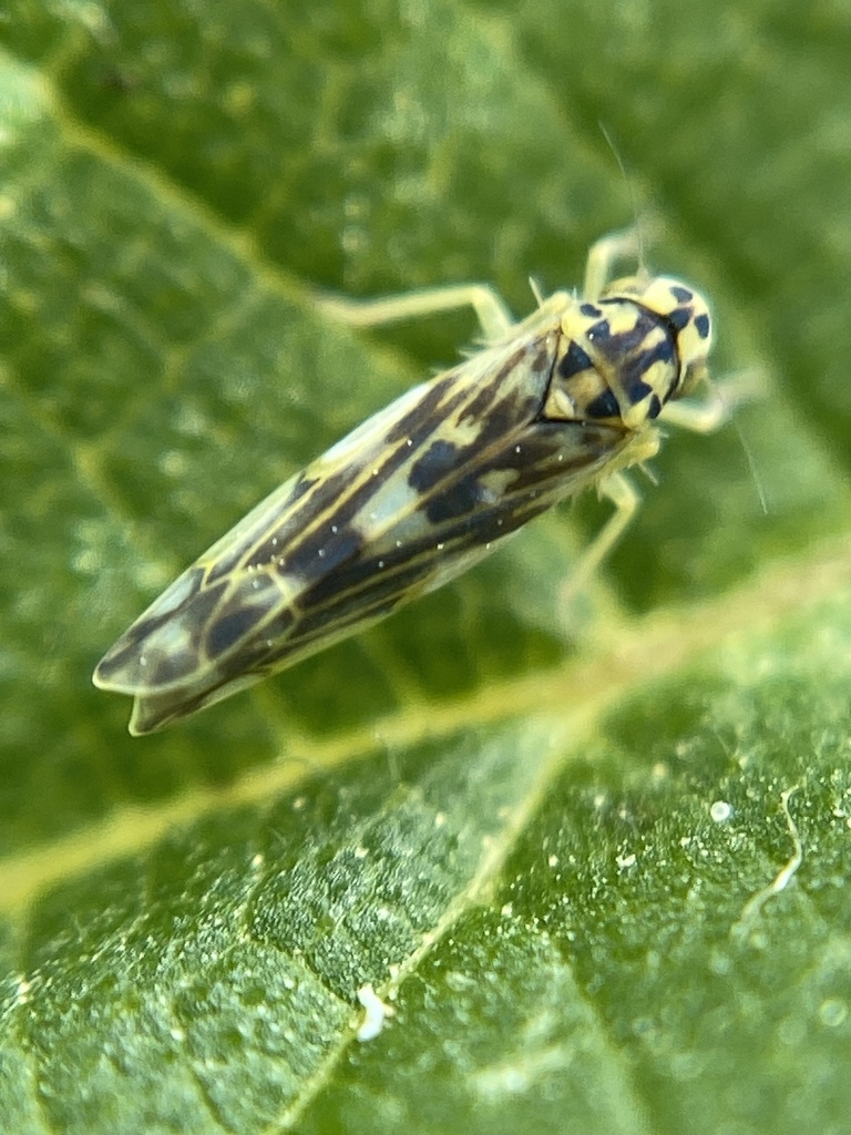 Eupteryx cyclops