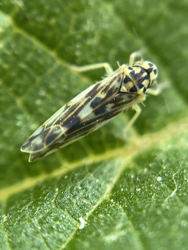 Eupteryx cyclops