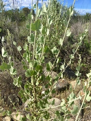 Malacothamnus fasciculatus nuttallii