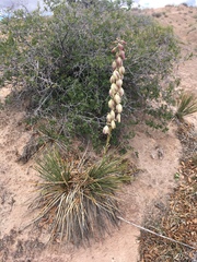 Yucca baileyi