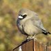Black-faced Woodswallow - Photo (c) Graham Winterflood, some rights reserved (CC BY-SA), uploaded by Graham Winterflood