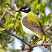 Golden-backed Honeyeater - Photo (c) Graham Winterflood, some rights reserved (CC BY-SA), uploaded by Graham Winterflood