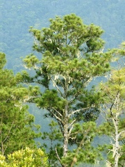 Pinus oocarpa