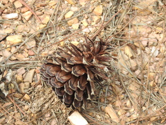 Pinus oocarpa